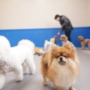 치즈 애견유치원&애견호텔 이미지
