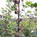 신진2농장 이미지