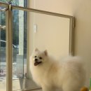 위드퍼피숑 이미지