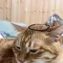 고양이 허리디스크 수술 후기 이미지