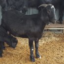 우리염소 이미지