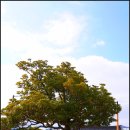 수군 절도사 신광익 선정비 이미지