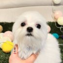 멍품 강아지분양 본점 이미지