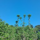 꽃골농장 이미지