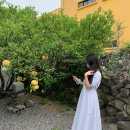 메밀꽃일다 이미지