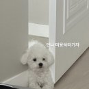 애견 미용실(도그하우스) 이미지