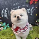 큐티하개_함 이미지