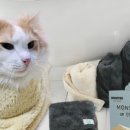 몬스터캣 - 창원시 성산구 | 몬스터캣