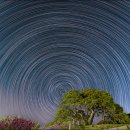 별과 소나무 이미지