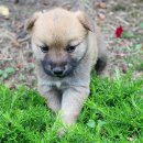 꽃보다 개 이미지