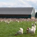 장성양계장 이미지