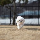 댕댕라운지 이미지