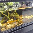 비바리움매니아 | 코리아 렙타일 포럼 즐거운 방문기 수원메쎄