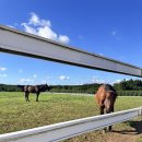 수억목장 | 아이와 함께 제주 여행｜트랙터 마차 체험 가능한 목장형 관광지