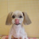 성내동물병원 이미지