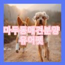 dog's 애견샵 네이버블로그
