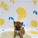 바른 애견 이미지