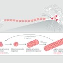 Re: 파킨슨 병 치료에 도움이 되는 nutraceauticals 이미지