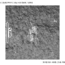 곤충(모기) 화석 [중생대 백악기 / 경남 사천 / 김현대] 이미지