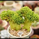 크로키아 이미지