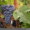 Cabernet Franc (까베르네 프랑) 의인화 : perfumy cousin 이미지