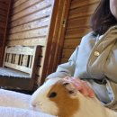 코보소 | [유후인 벳푸 동물원] 야생동물을 코앞에서 보는 아프리칸사파리 렌트카 후기!!