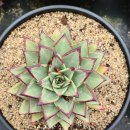 시진농장 이미지