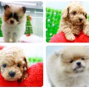 애개 하우스 이미지