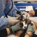 속초동물의료센터 이미지