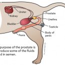 수원24시 바른동물의료센터 이미지