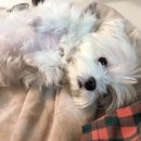 이쁘개 애견샵 이미지