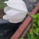 사계 돌담숲 이미지