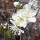 *대구수목원 분재원에 봄의 전령사 암억제 효능이 탁월하고 향긋한 향기를 풍기는 청매화나무 이미지