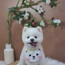 뭉치, 그루밍 이미지