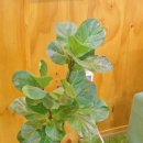 OK전기 행복한가게 | [공지] [담양 베이커리 맛집] 주차걱정 없는 복이 가득 담긴 담양 빵집 ‘복더빵’ 솔직 후기