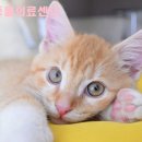 하니동물병원 이미지