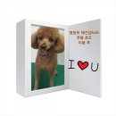 초코네 애견샵 이미지