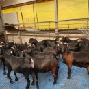 남원흑염소농장 2농장 이미지