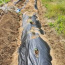 샬롬농장 이미지