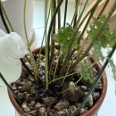 4공단로1L-47 | 겨울철 식물관리, 몬스테라 신엽 선데이플래닛47 분무형 식물영양제 추천