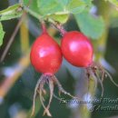 ＜아로마테라피＞ 로즈힙(Rosa rubiginosa) 이미지