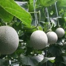 일성농장 이미지