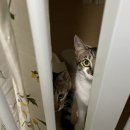 (주)펫둥이 이미지