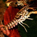 BLACK MOTTLED CRAYFISH [Procambarus(Ortmannicus) enoplosternum] 이미지