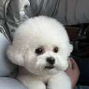 미용해주개 이미지