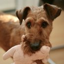 망미동물병원 이미지