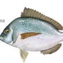 SCUP