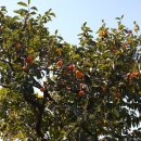 봉황초등학교 이미지