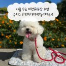 금천 | 서울 무료 애견운동장 추천 금천구 안양천 반려견놀이터후기