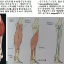 [10강(무릎)-22](79강-마지막)비복근,가자미근,족척근(plantaris)능해부, Kager&#39;s Fat Pad등 이미지